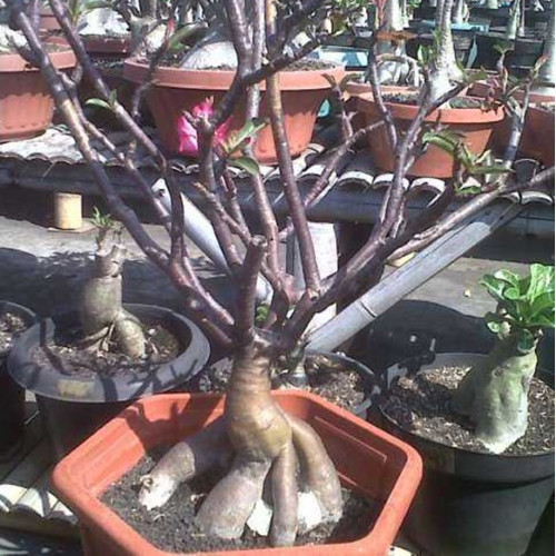 Adenium Somalense, “Black Somalense”, 10 seeds