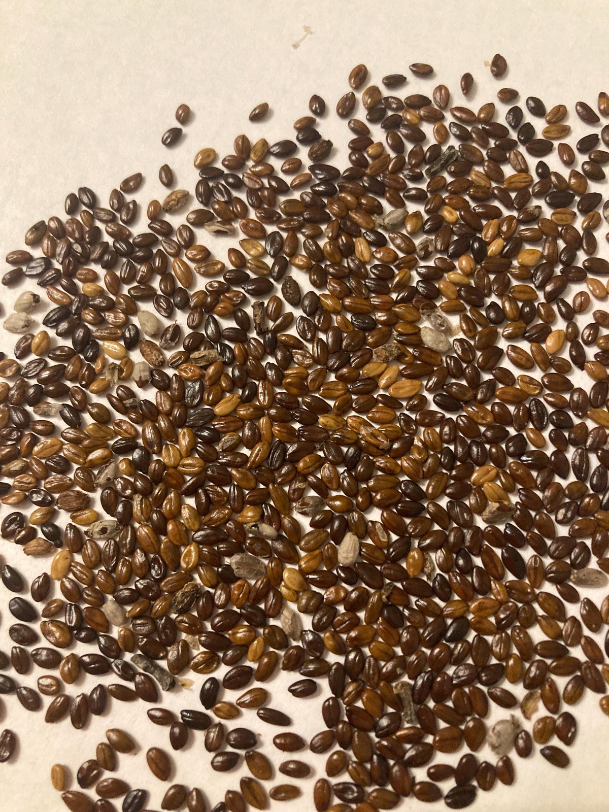 Russet Buffaloberry Seeds (Shepherdia Canadensis) Canada Buffaloberry