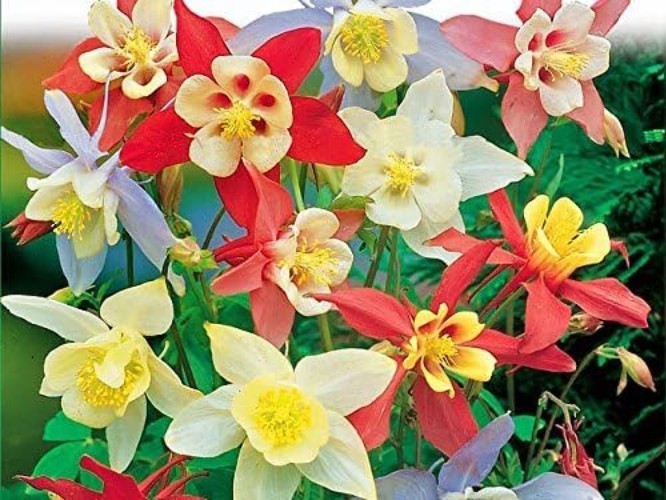 McKana Giant Columbine Seeds – Colorful Perennial for Garden Beauty & Wildlife