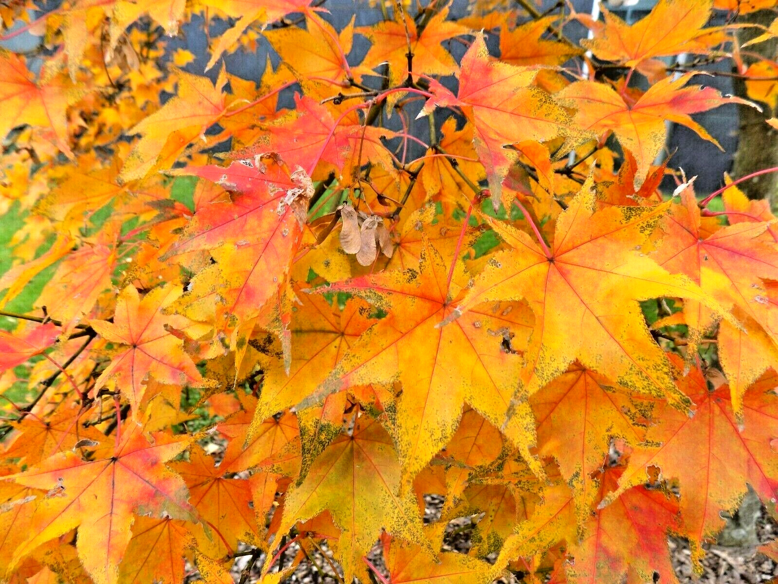 15 HOGYOKU JAPANESE MAPLE SEEEDS – Acer palmatum ‘Hogyoku’