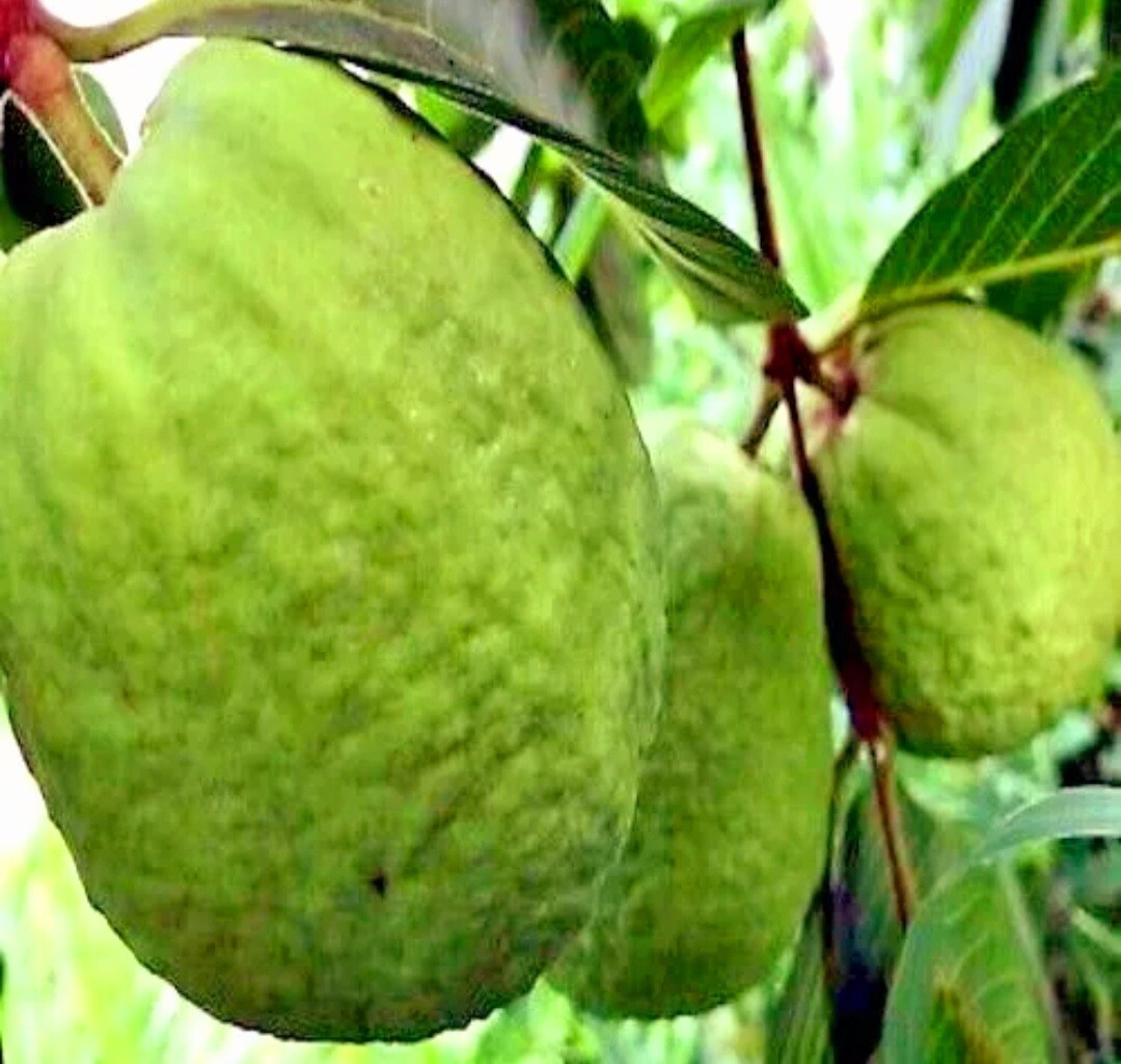 30 Pink Guava Tree Seeds Tropical Strawberry Ruby Supreme Psidium guajava