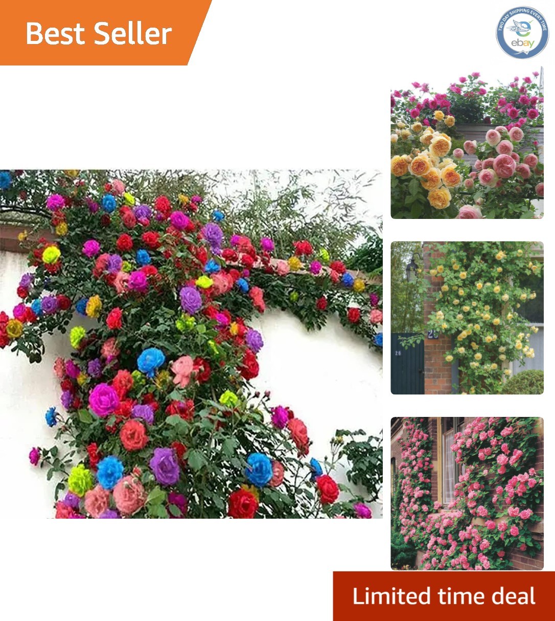 Long-Blooming Climbing Roses – 200+ Heirloom Seeds for Indoor and Outdoor Use