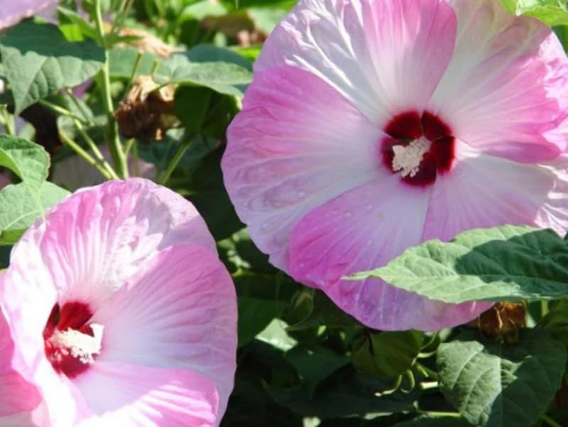 50+ Rose Mallow Hibiscus Seeds Flowers Garden Planting