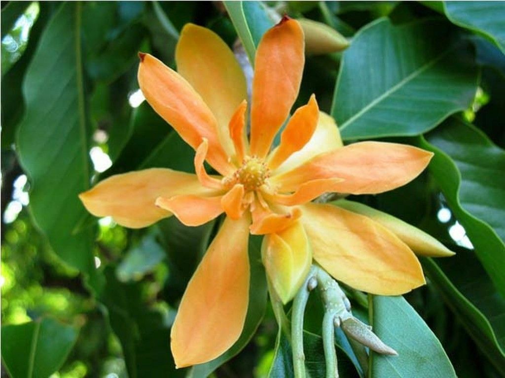 Michelia Champaca Magnolia Tree Shrub 500 Seeds, Fragrant Perfume JOY