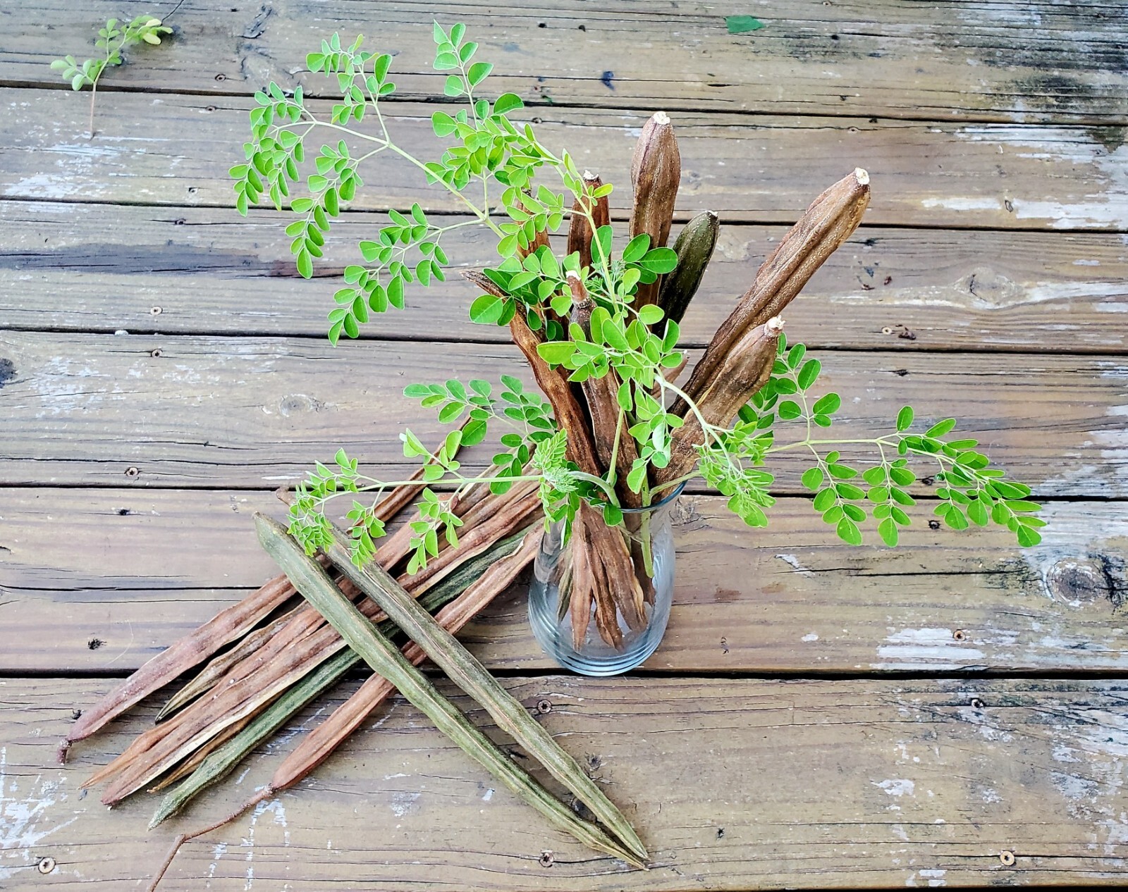 3 Organic FL-Grown MORINGA OLEIFERA SEED PODS Whole Drumstick Tree PKM-1 Variety