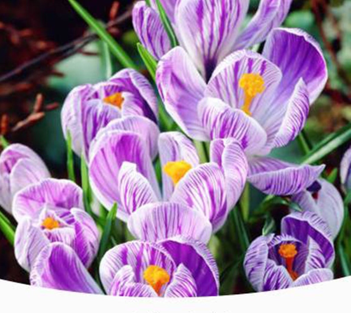 20 SEEDS Pickwick Purple CROCUS fragrant flower exotic garden plant USA Seller