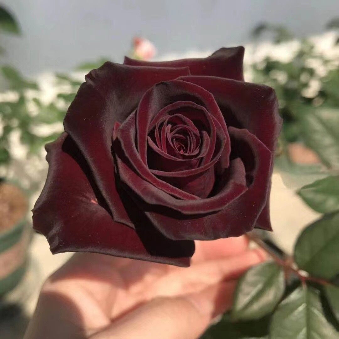 20 ROSE FLOWER SEEDS rare exotic plant garden for bud stratification/germination