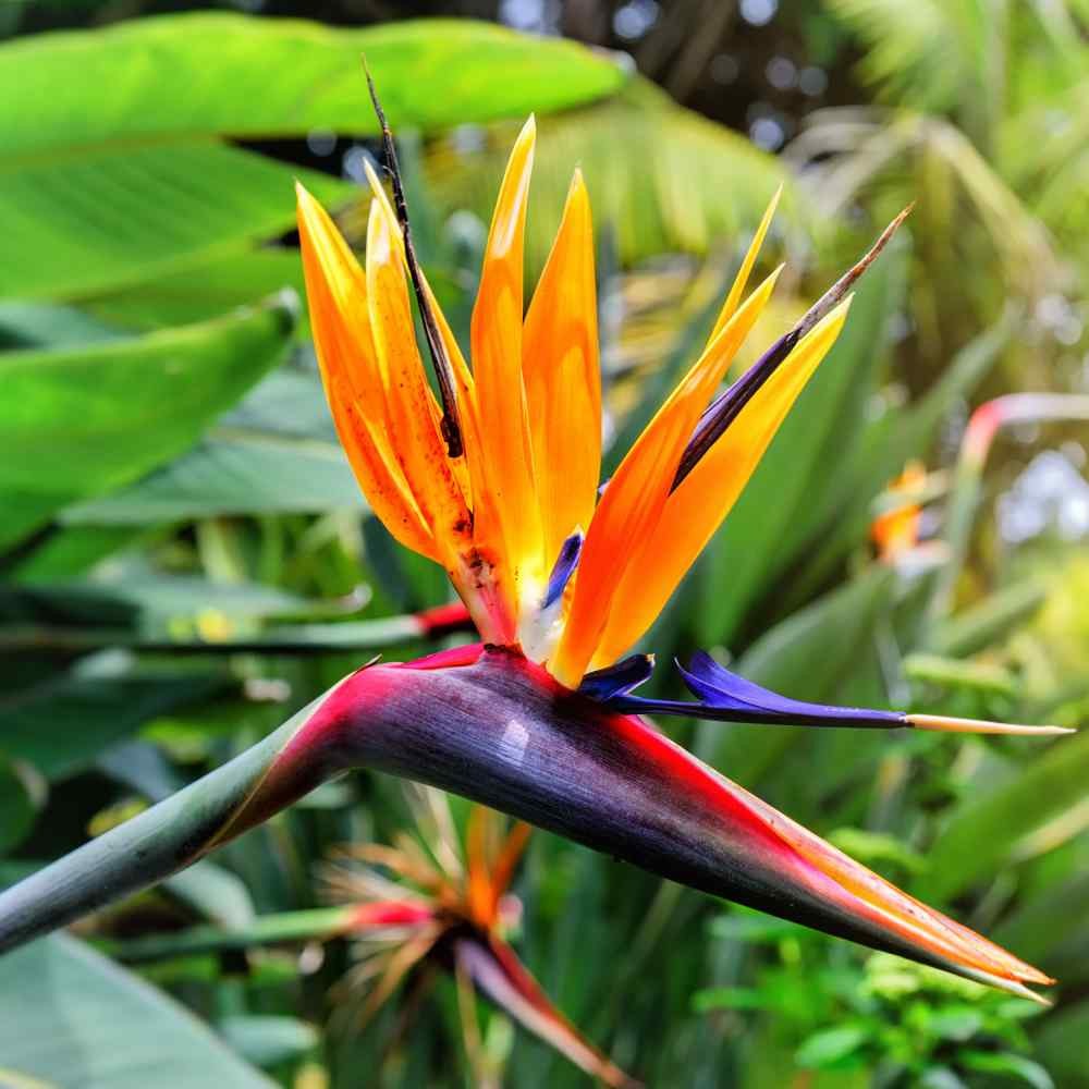 15 Seeds Bird of Paradise Seeds – Strelitzia Reginae Flower Seed