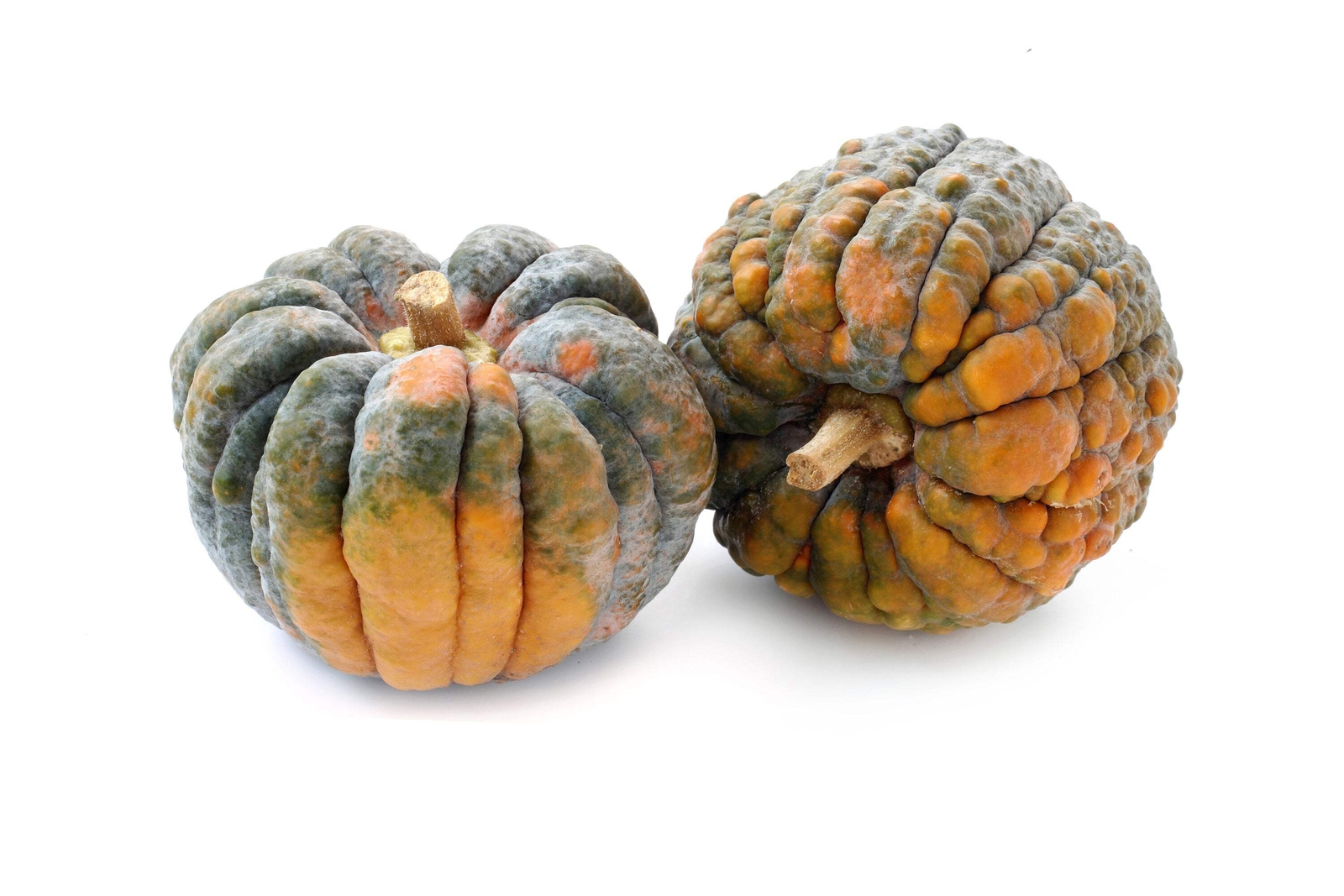20 BLACK FUTSU SQUASH Multicolored Heirloom Pumpkin Edible Cucurbita Seeds