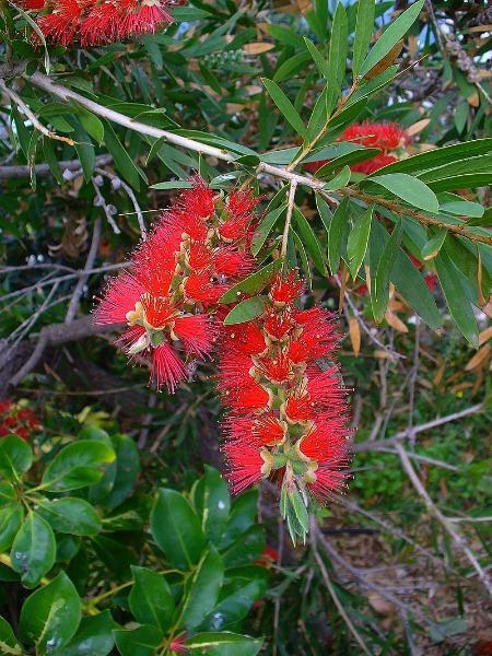 Callistemon rigidus | Stiff or Erect Bottlebrush | 100 Seeds