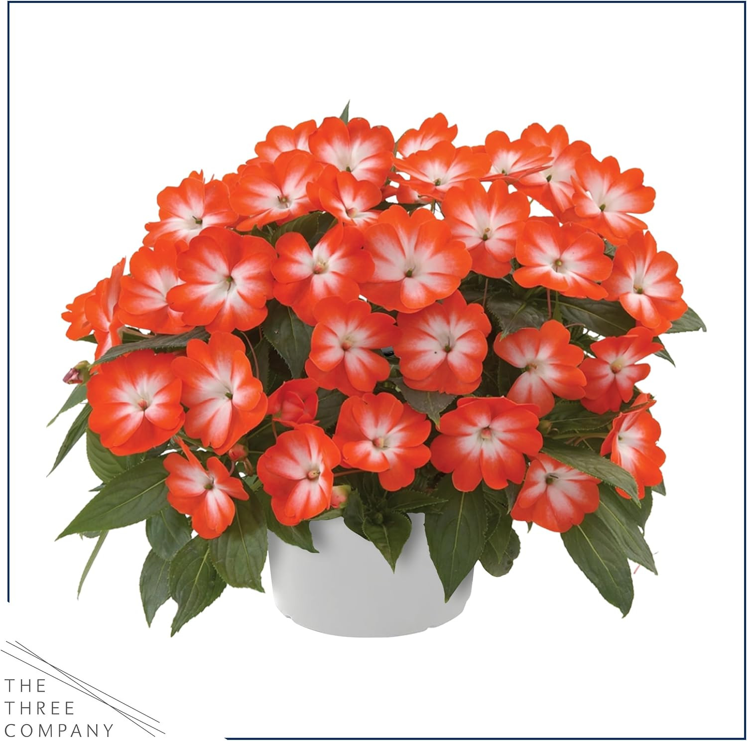Live Flowering New Guinea Impatiens – Grower’S Choice Assorted Colors (3 Plants
