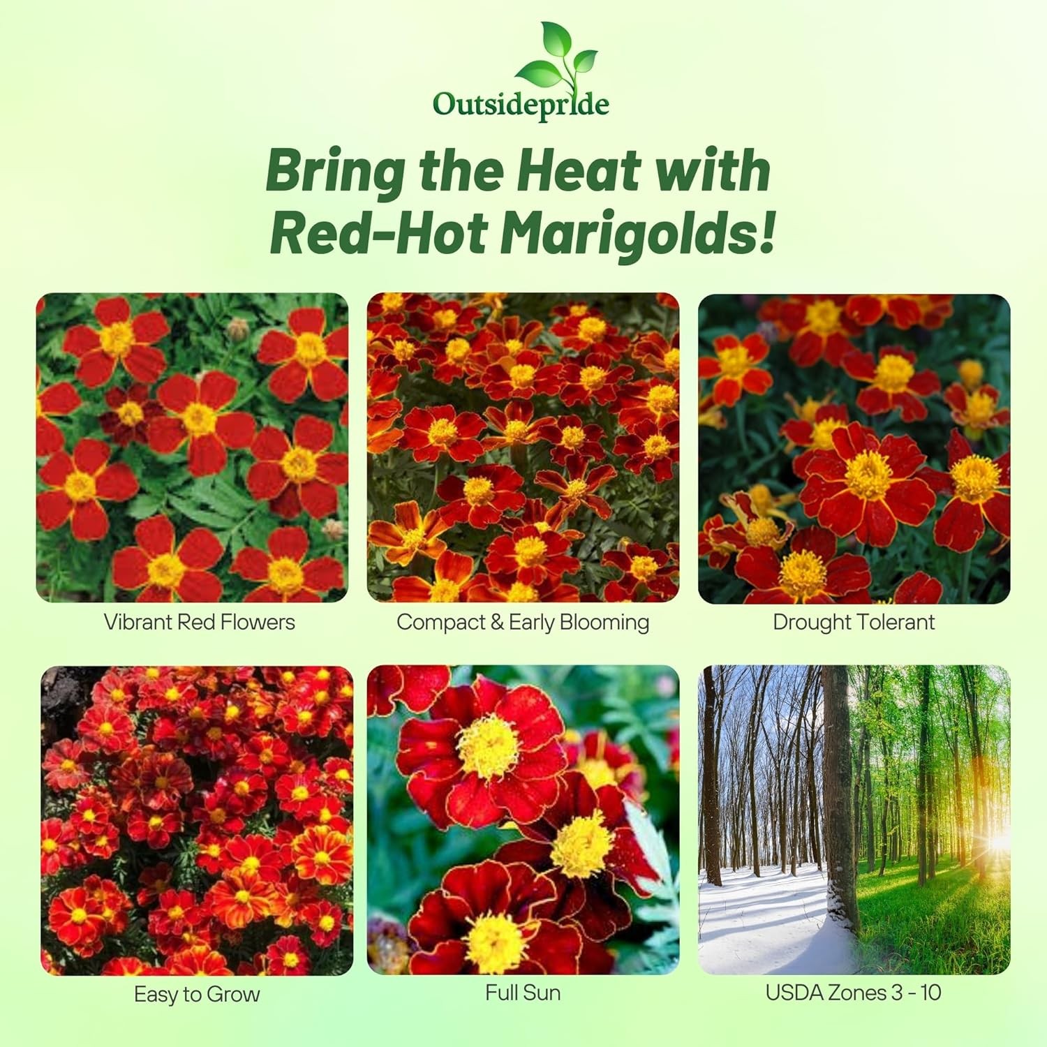 400 Seeds Tagetes Patula Disco Red French Marigold Flower Seeds