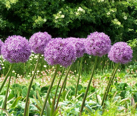 ONION ORNAMENTAL Allium Aflatunense – 50 Bulk Seeds