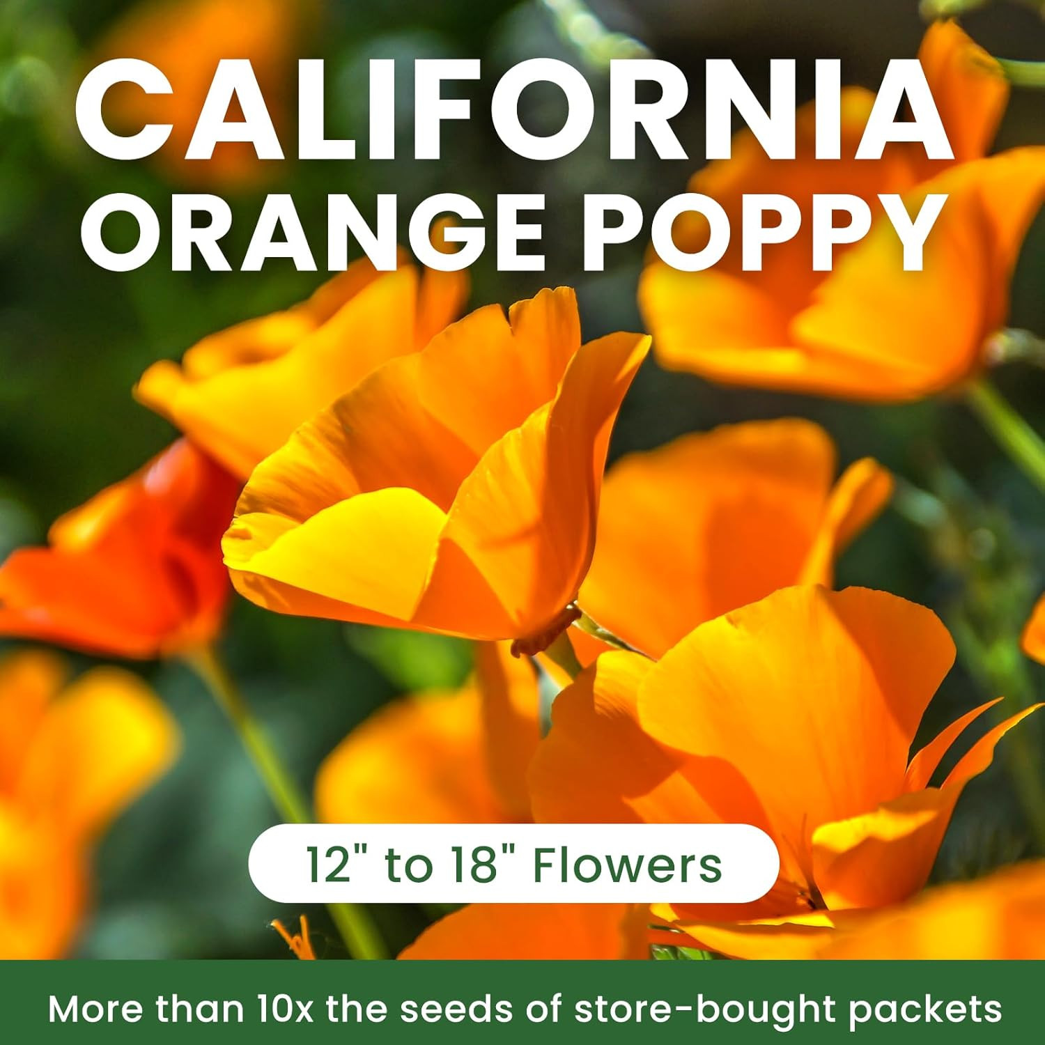 Orange California Poppy Seeds for Planting – Bulk 1.76 Ounce Packet – Over 50,00