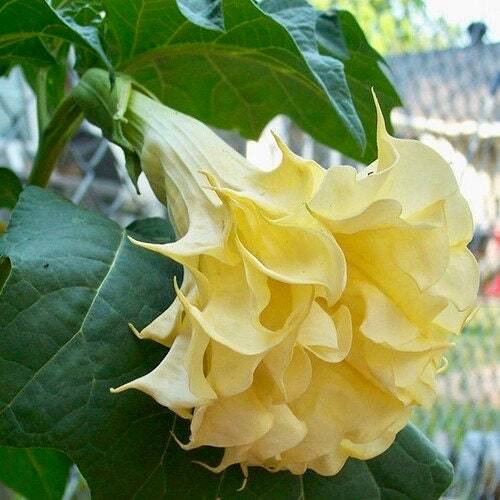 Double Datura Golden Queen Seeds ~ Devil’s Trumpet ~ Datura Metel ~Datura Golden
