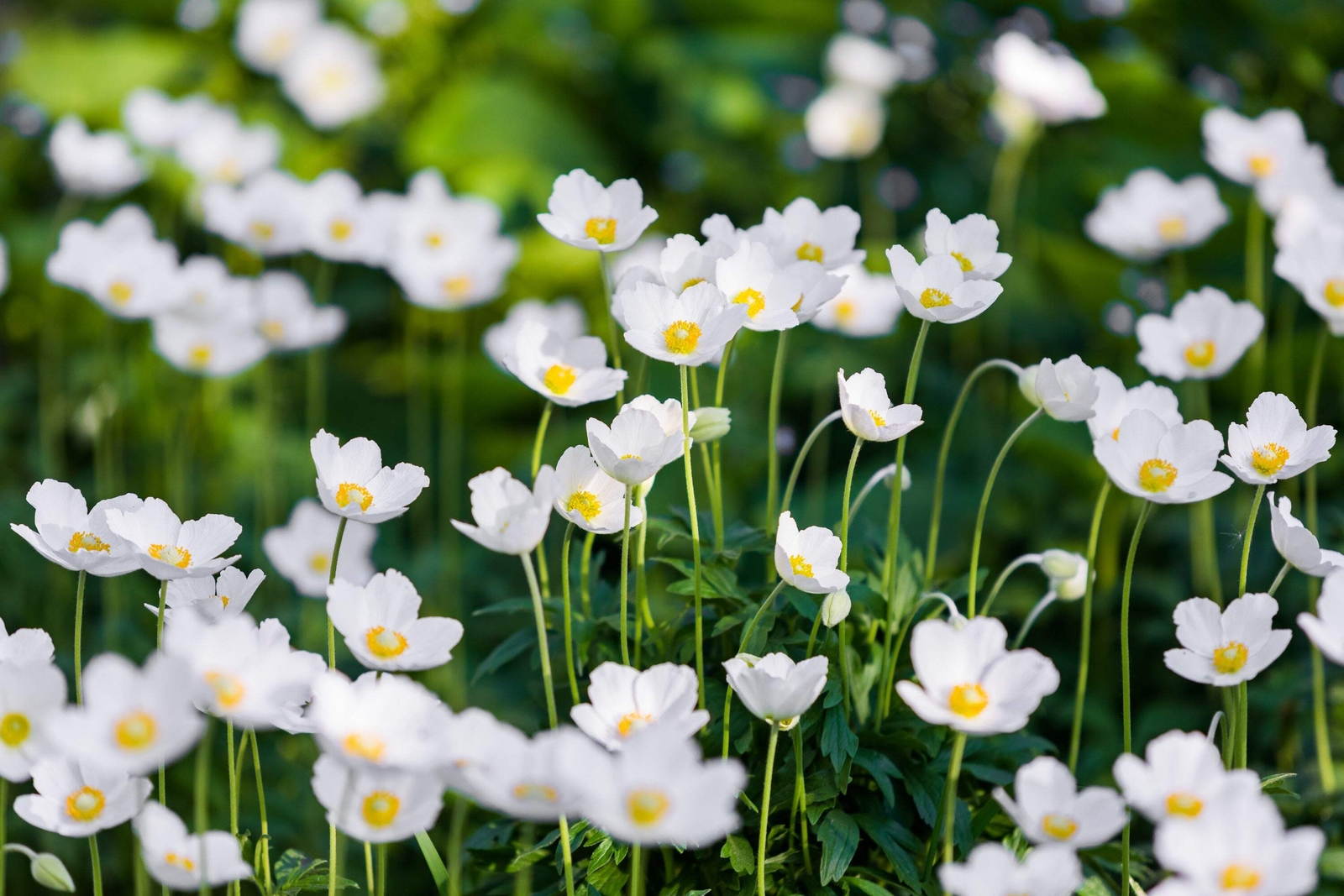 5 MADONNA ANEMONE Sylvestris White & Yellow Flower Seeds *Flat S/H
