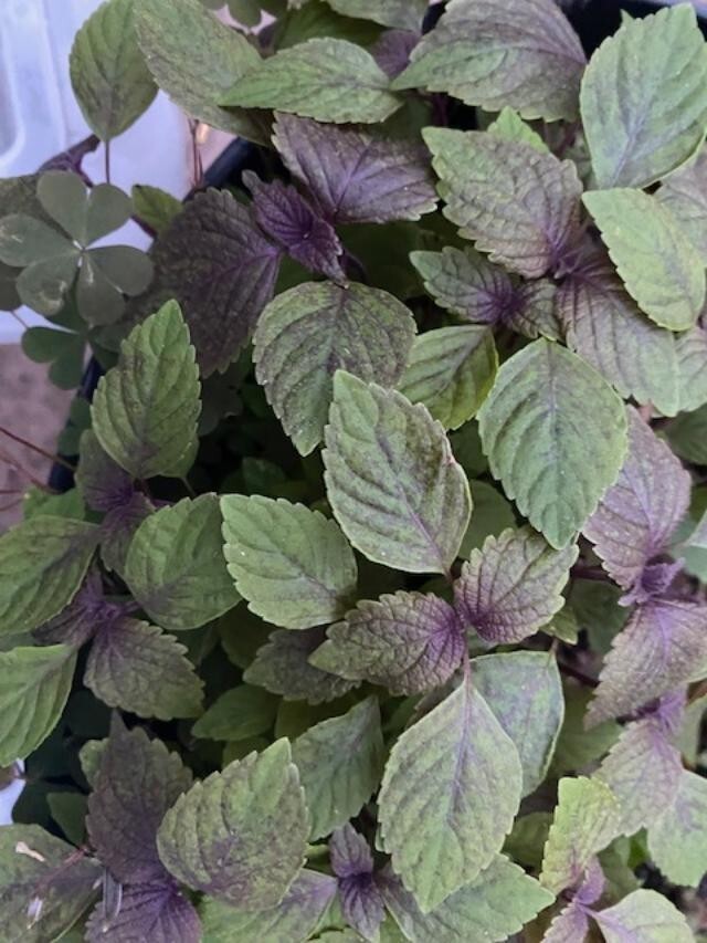 PURPLE SHISO PERILLA SEEDLINGS, JAPANESE BASIL NON-GMO AKA RED MINT