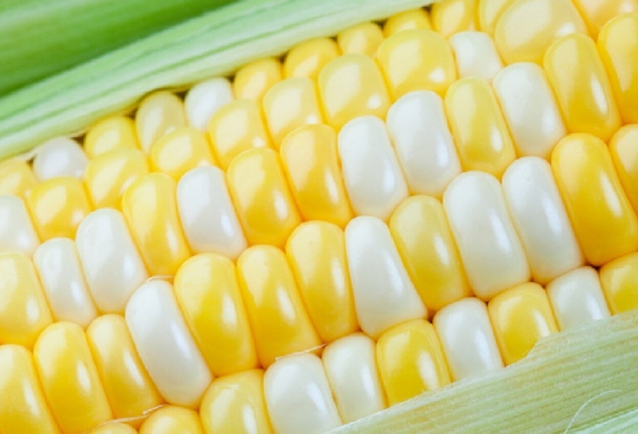 75 Peaches and Cream Sweet Corn Seeds to Plant Peaches and Cream Sweetcorn