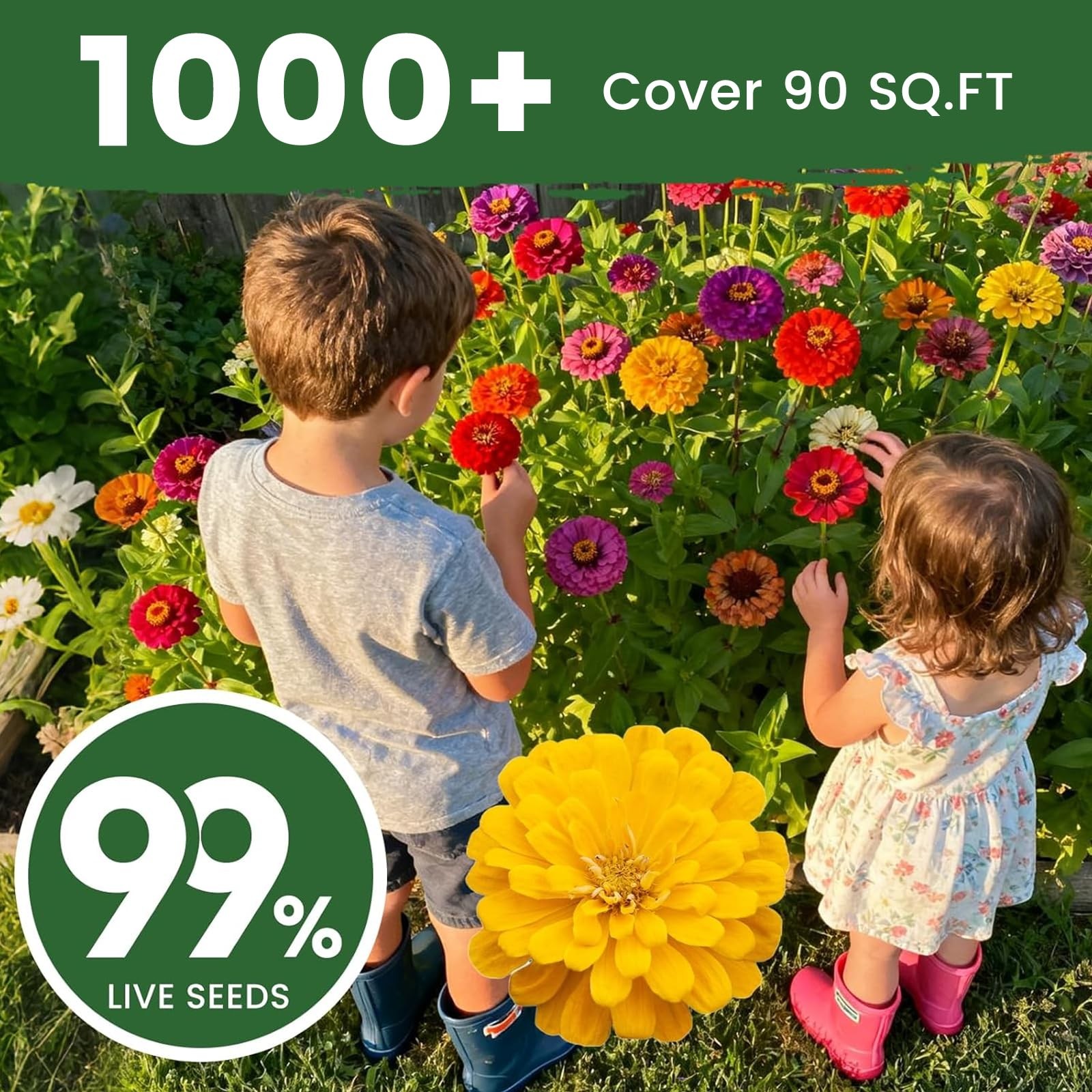 1000+ Zinnia Dahlia Seeds Flower Seeds for 2026 Planting, 0.35 Oz, 5 Varieties