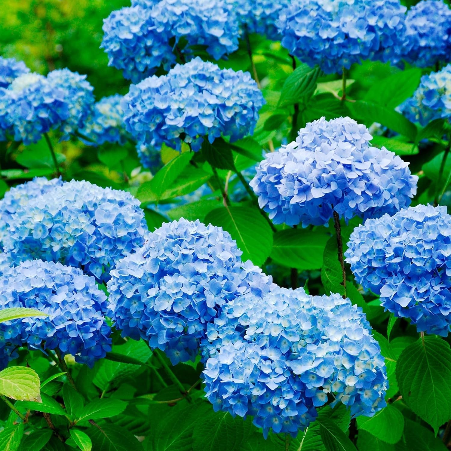 300 High Germination Rate Hydrangea Seeds – Fragrant Blooms for Outdoor Delights
