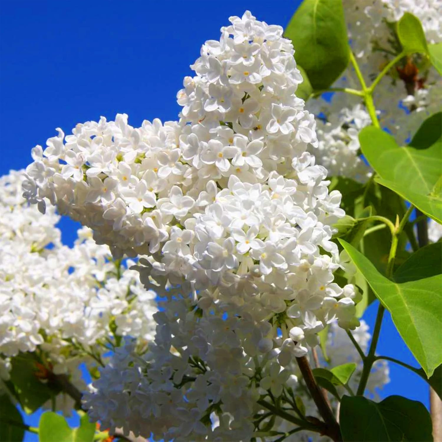 60 White Japanese Lilac Seeds (Syringa Reticulata) – Extremely Fragrant, Perenni