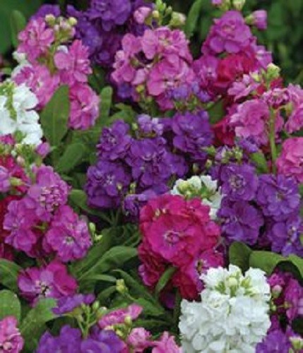 50+ Evening Stock Matthiola Hot Cakes Flower Seeds Mix / Reseeding Annual