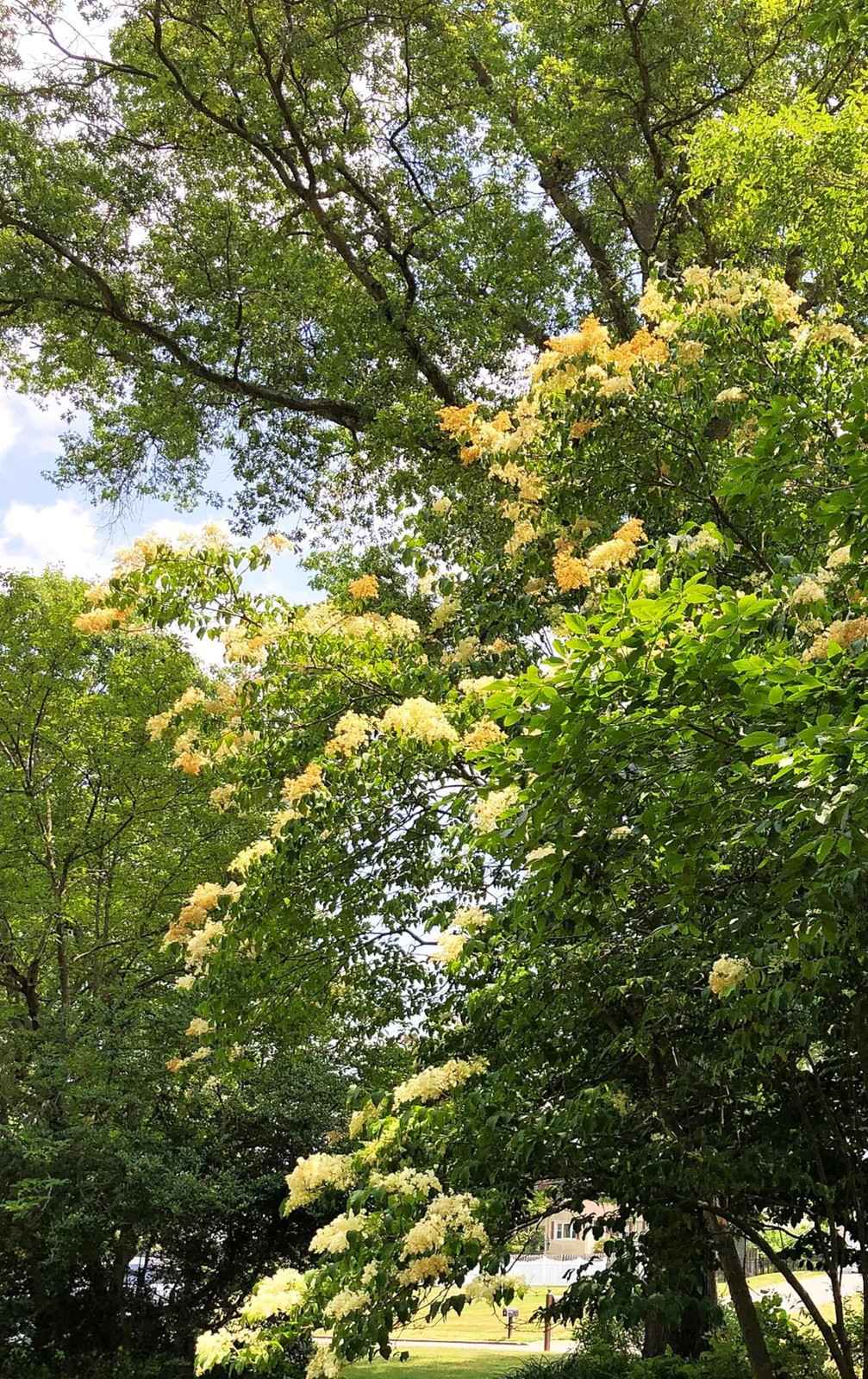 Japanese Lilac Tree Seeds – For 2026 Planting Ivory Silk Summer Flowering White