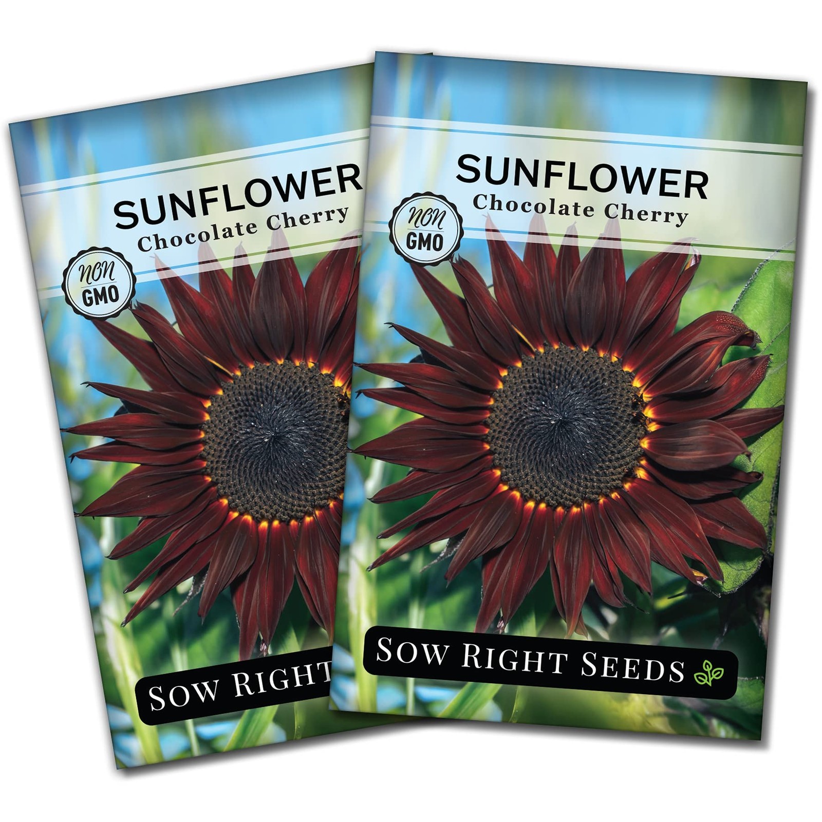 Chocolate Cherry Sunflower Seeds Burgundy Dark Brown Petal Giant Flower