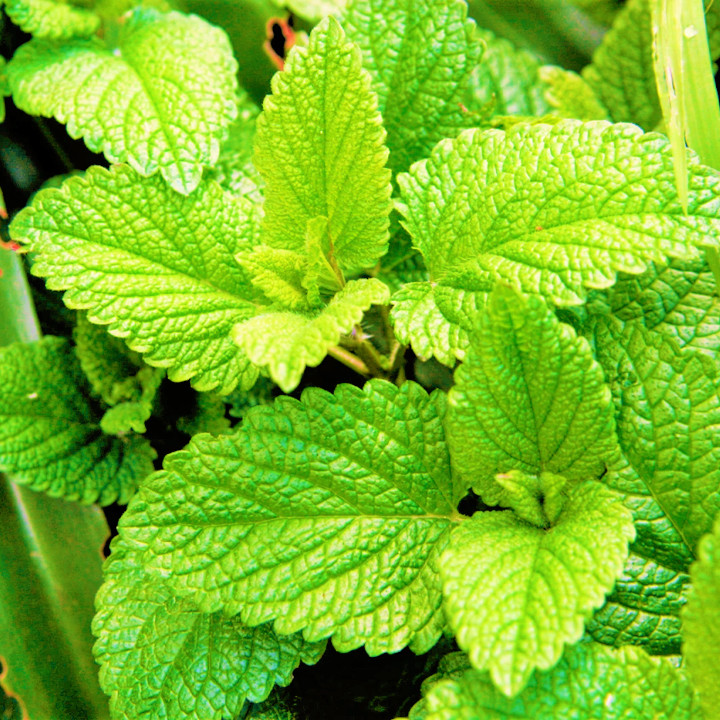 Spearmint Seeds | Mentha Spicata Spear Mint Non GMO Garden Vegetable Herb 2025