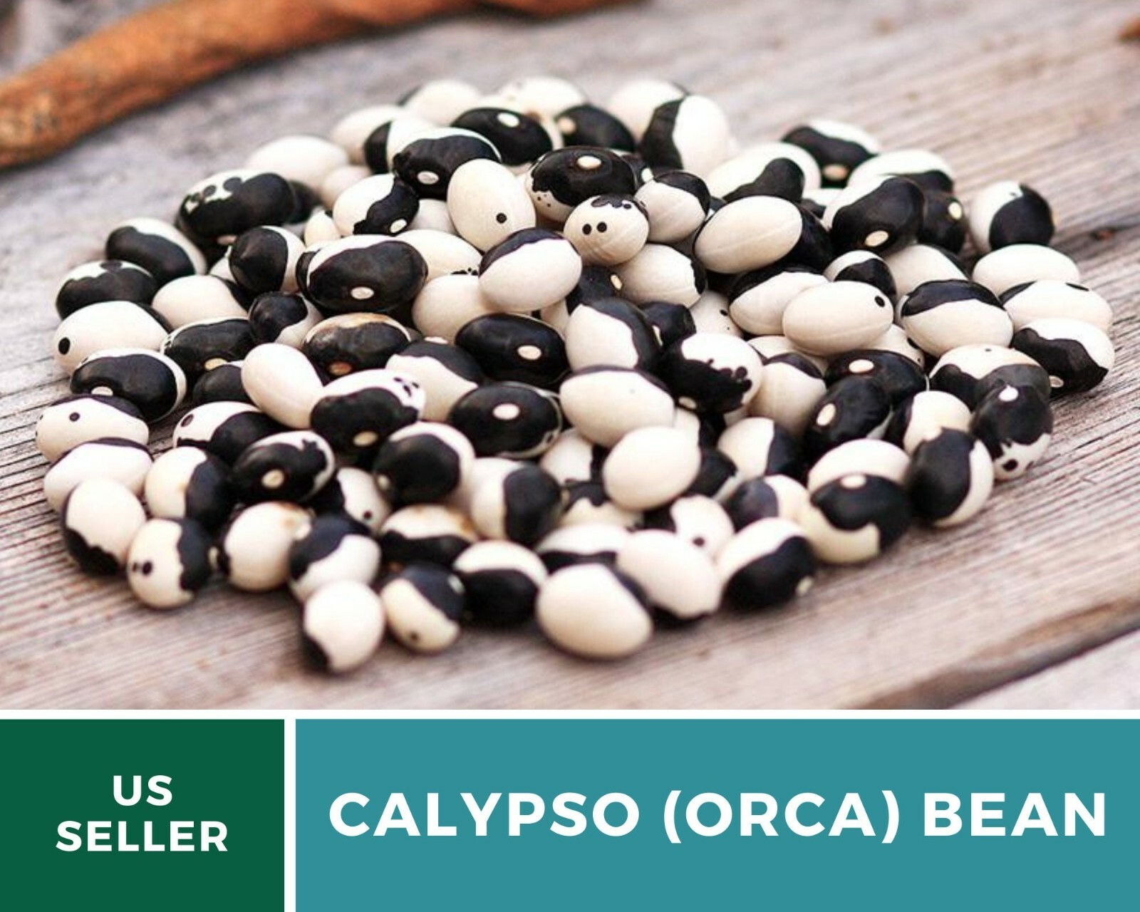 Bean, Calypso (Orca) – 25 Seeds, Bush, Heirloom Vegetable (Phaseolus vulgaris)