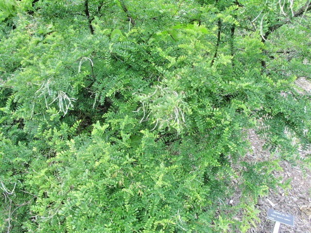 20 FATHER DAVID’S SOPHORA SEEDS – Sophora davidii
