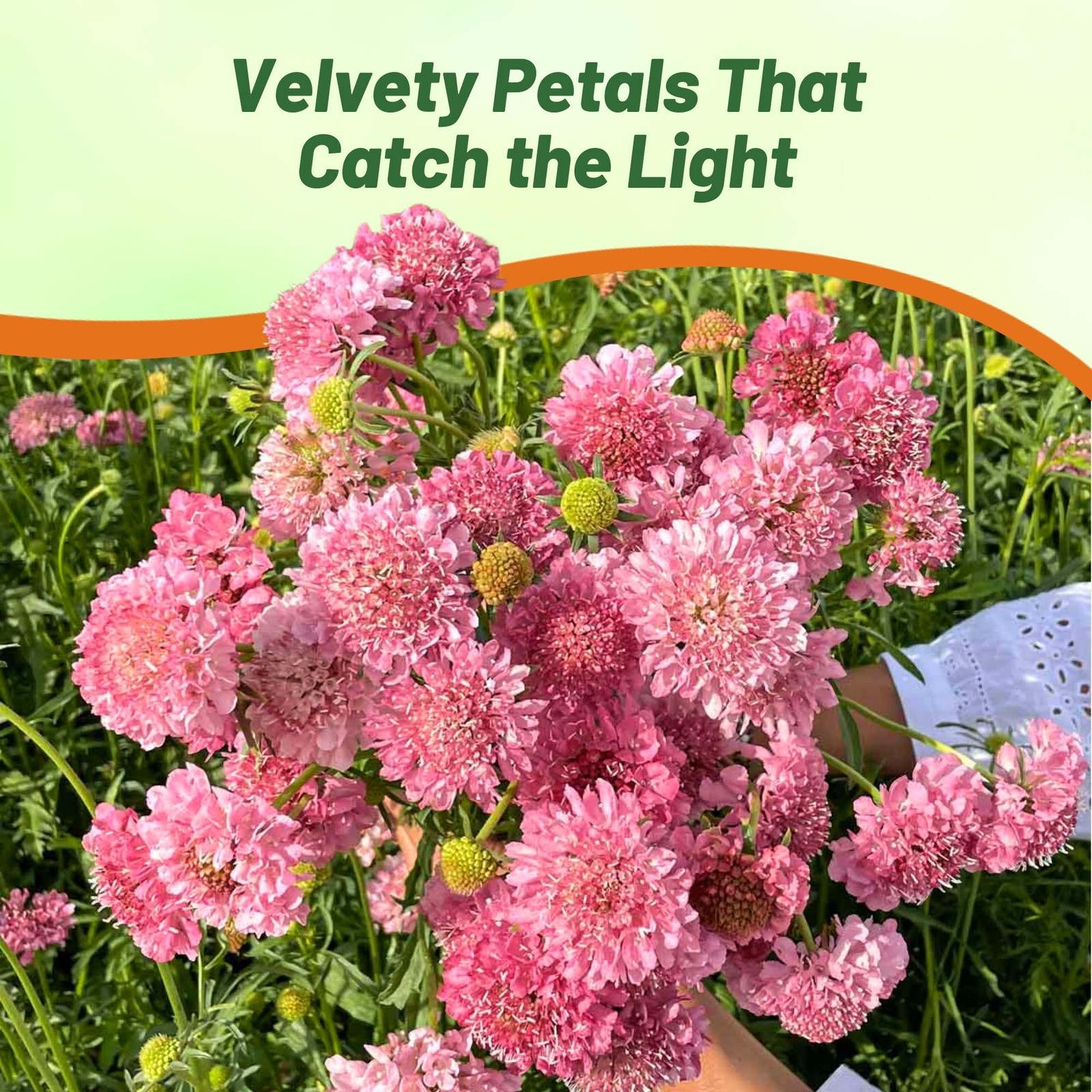 200 Seeds Scabiosa Rose Drought Tolerant Pincushion Garden Flower Plant Seeds