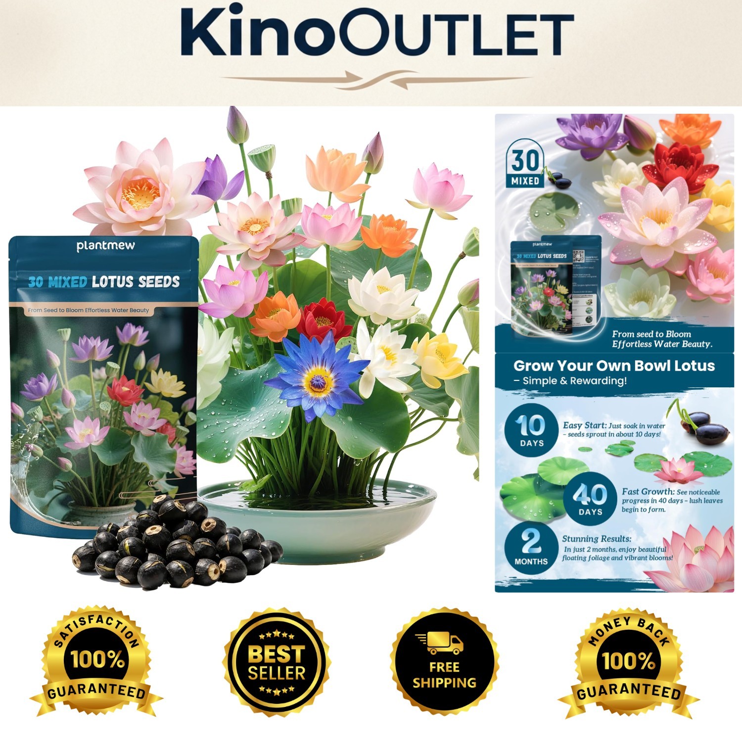All-Season 30 PCS Mixed Lotus Seeds for -Round Blooms & Air Purifying Beauty