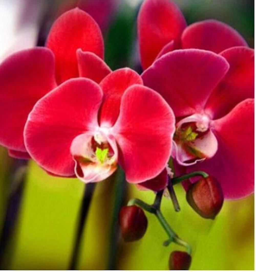 20 ORCHID FLOWER SEEDS rare exotic blossom bloom house plant garden germination