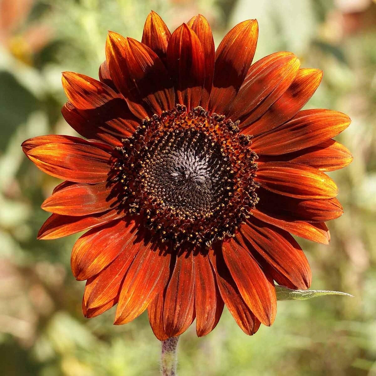50 Velvet Queen Sunflower Wildflower Seeds – Everwilde Farms Mylar Seed Packet