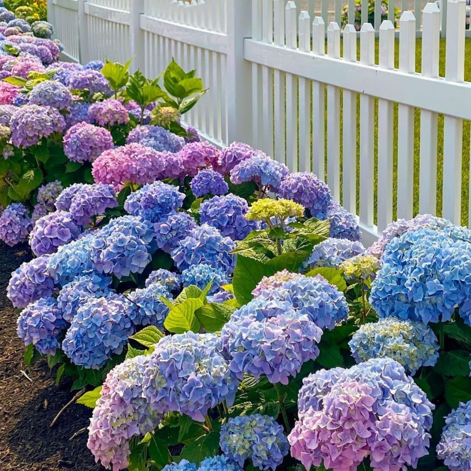 50Pcs Mixed Hydrangea Flower Seeds – Colorful Hortensia Garden Seeds for Plant