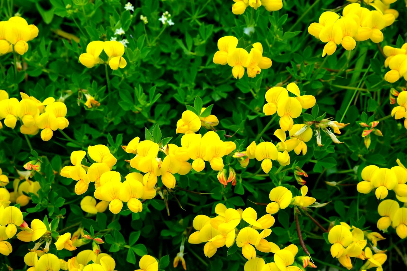 250+ Birdsfoot Deervetch, Yellow Trefoil Lotus Flower, Bird Feet Ground Cover He