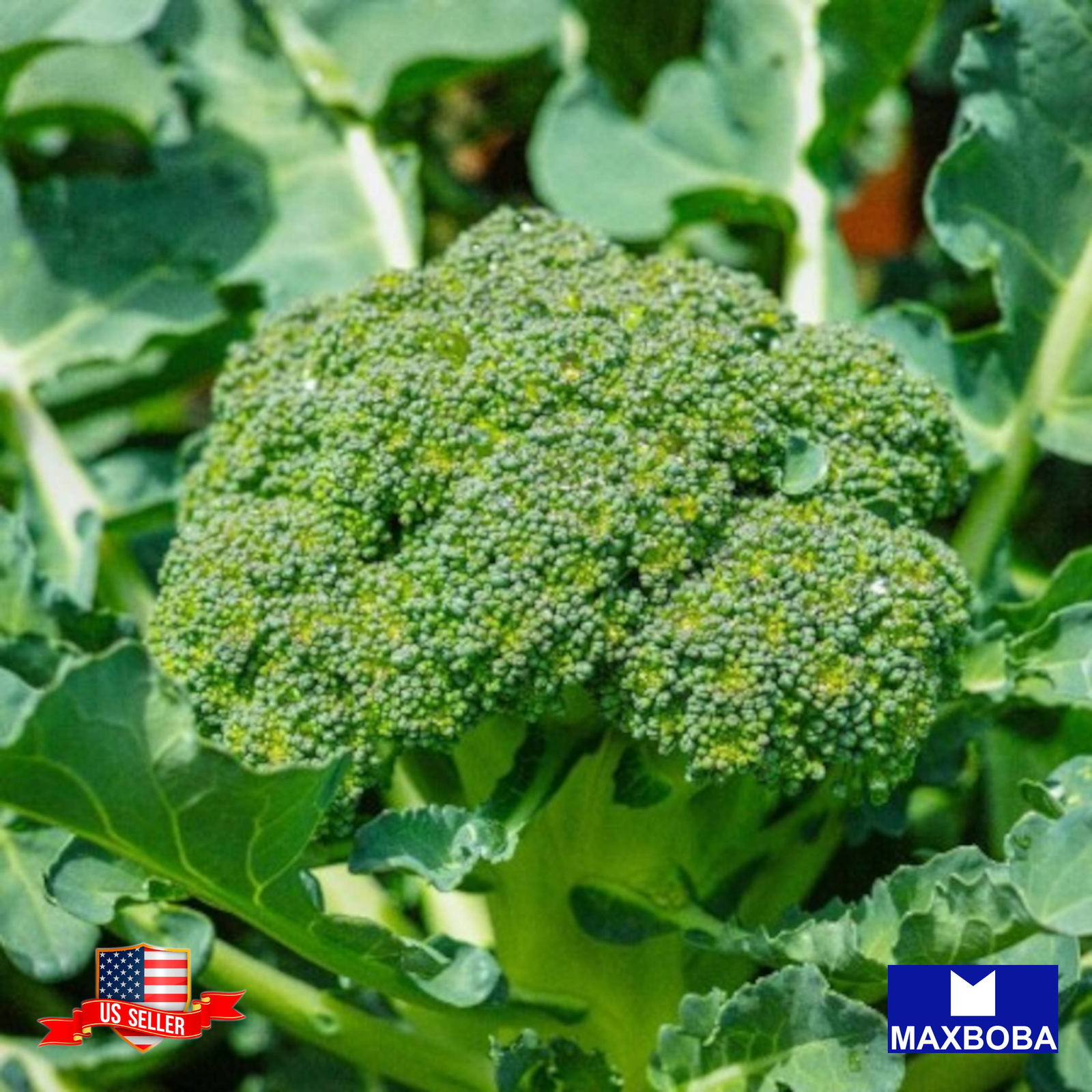 Broccoli Seeds Calabrese Green Sprouting Organic Non-GMO Heirloom