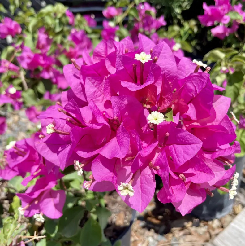 Set 2 Helen Bougainvillea Plants – 4-10″ Tall – Flowering Vine for Garden