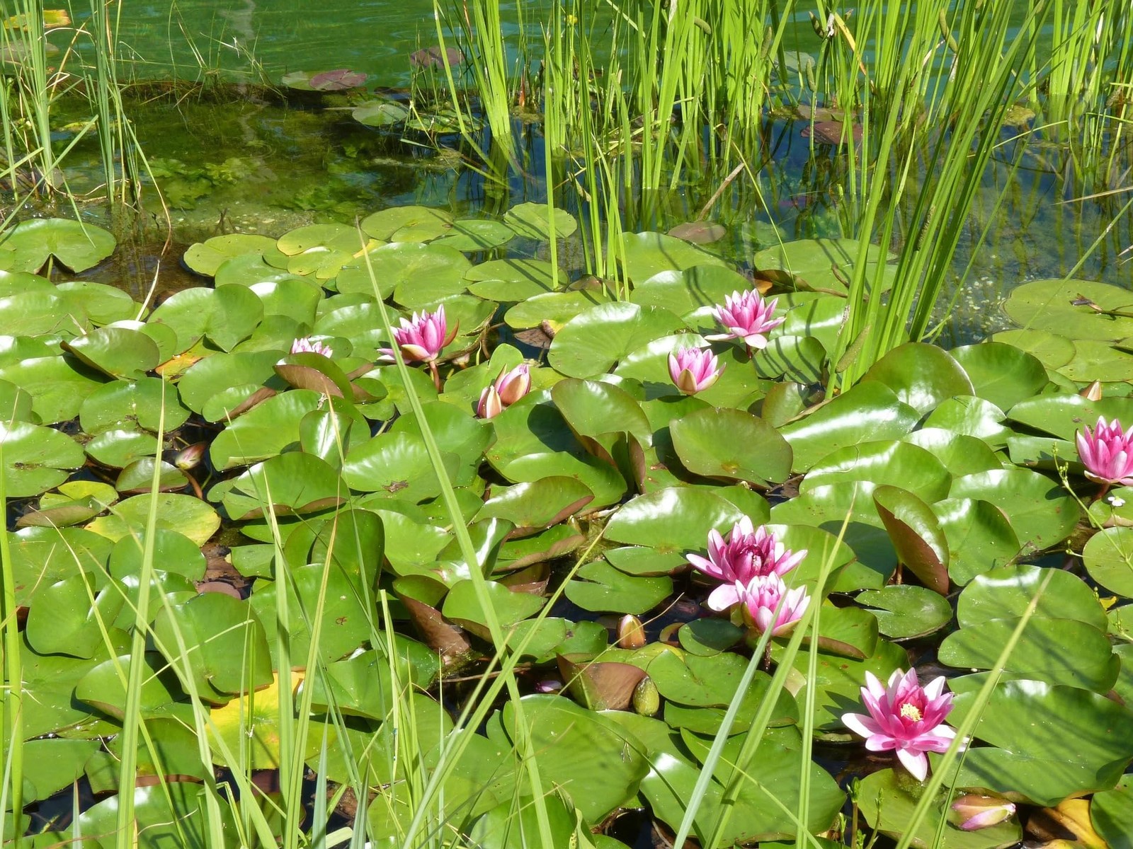 Mixed Lotus Seeds for Planting – Colorful Water Lily Flowers for Ponds