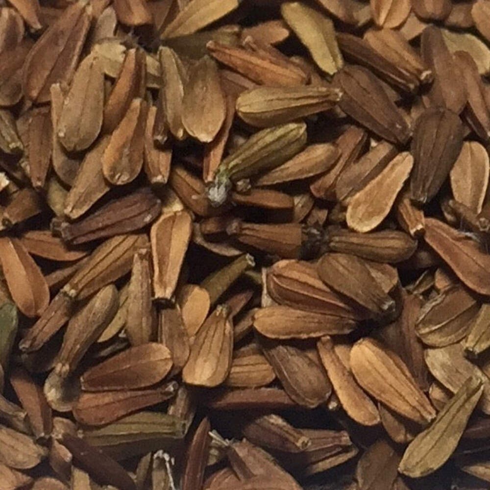Valerian Seeds (Valeriana officinalis) ~Traditional Herb Pollinator Garden