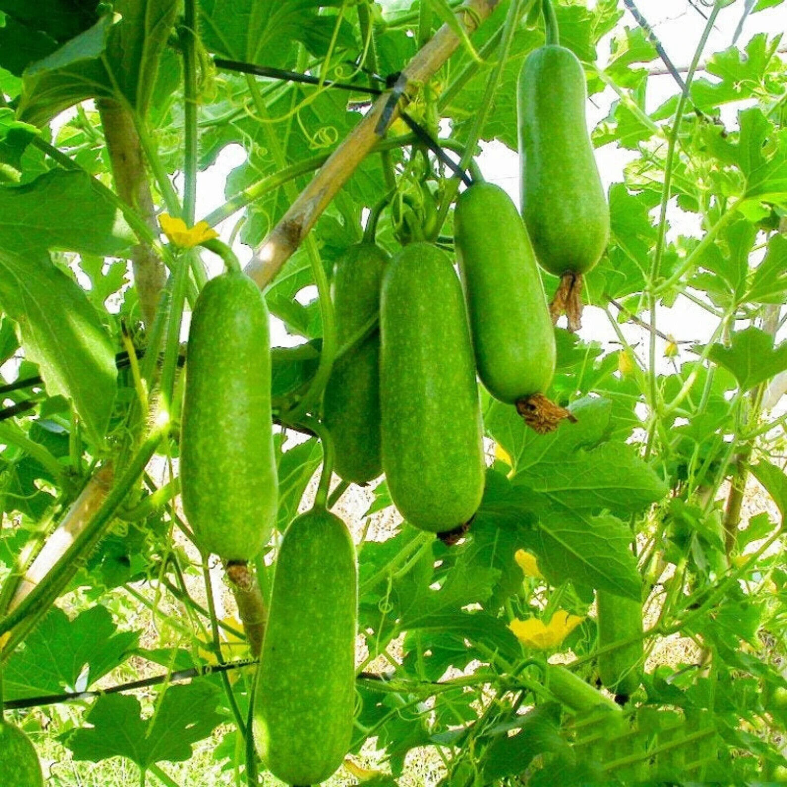 FUZZY GOURD, HAIRY GOURD, JOINTED GOURD SEEDS, BÍ ĐAO CHANH (10 pcs)