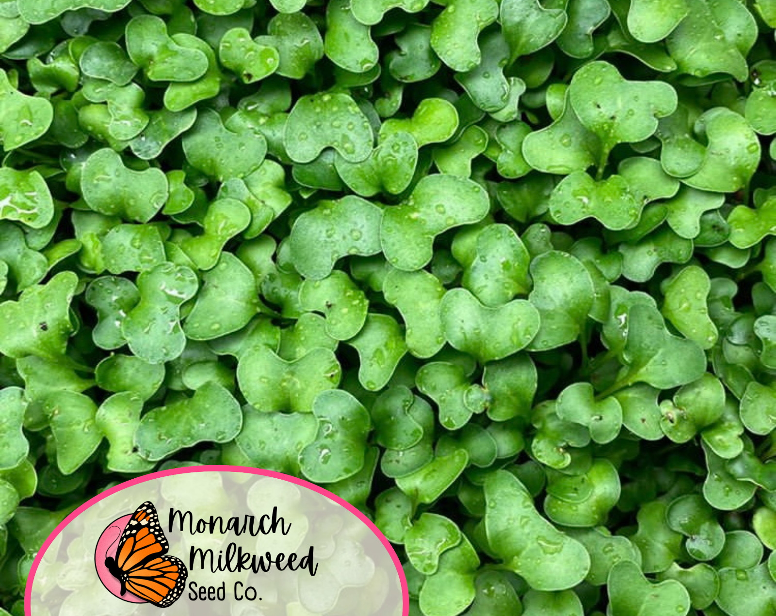 2500+ Broccoli Seeds ‘Waltham 29’ | Heirloom, Non-GMO, Vegetable Gardening Seed
