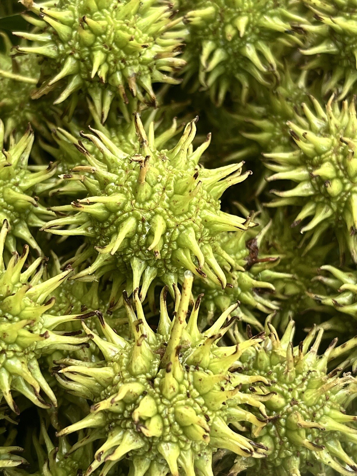 Sweet Gum Ball Tree (seeds only) 20 Count make Home Prepper Tincture