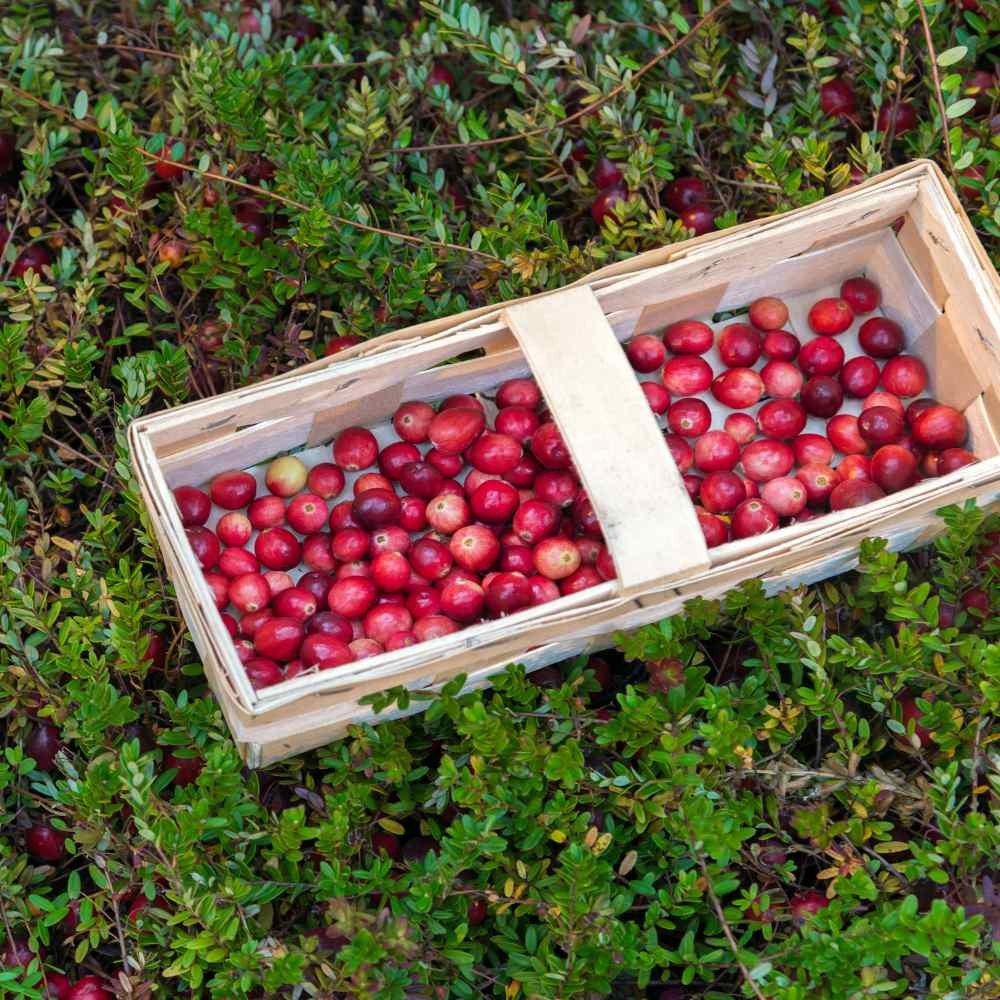 250 Seeds Buy Vaccinium Macrocarpon Cranberry Seeds