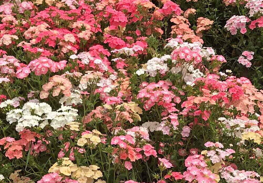 Pastel Shades Drummond Phlox Flower Seeds, FREE SHIPPING