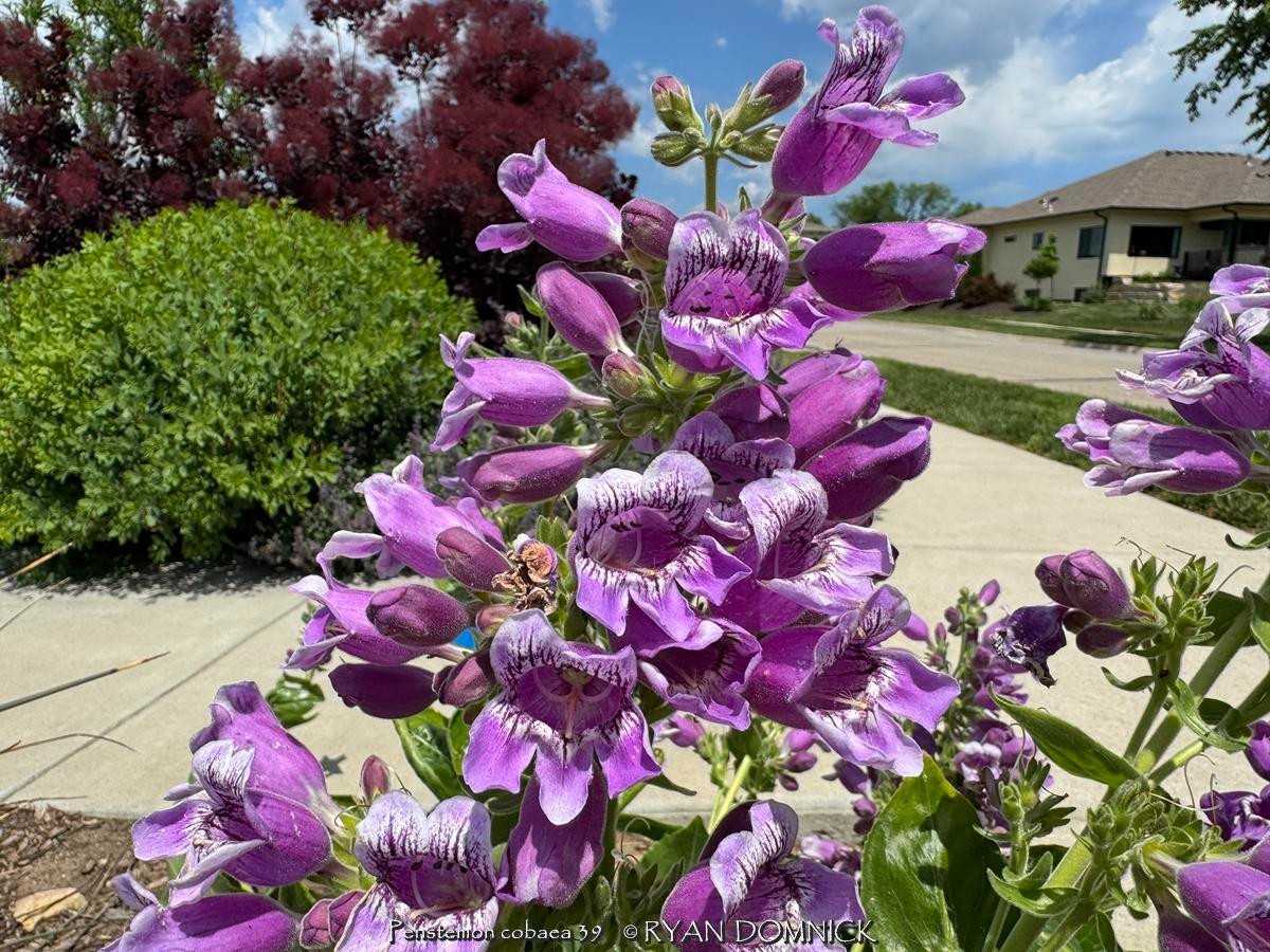 BULK SEEDS!…Penstemon cobaea..Showy Beardtongue/Cobaea Beardtongue.QTY/bag=250