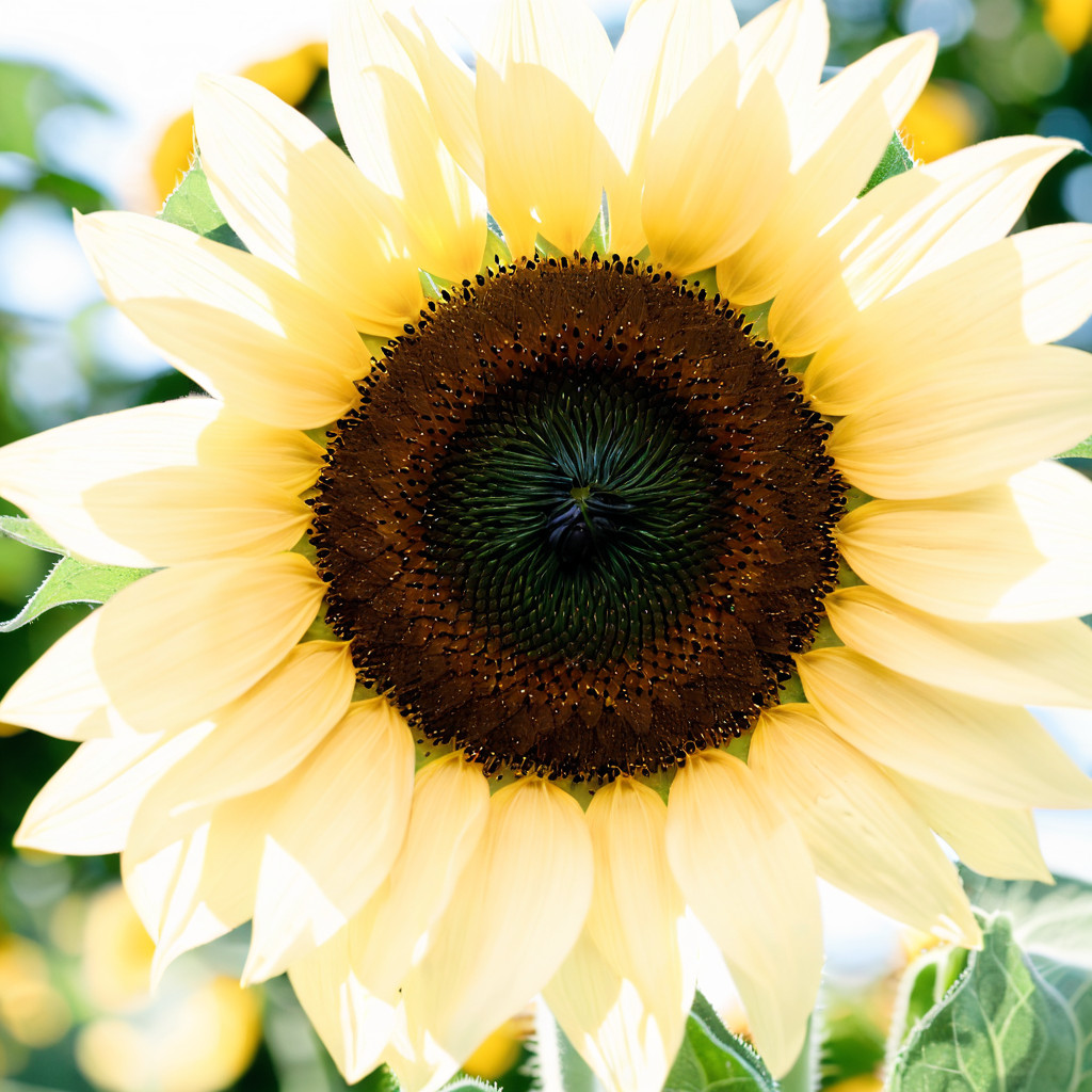 25 Sunflower Seeds Heirloom Flower Pollinator Garden “Peach Passion”