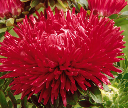 ASTER GREMLIN RED DOUBLE Callistephus Chinensis – 200 Bulk Seeds