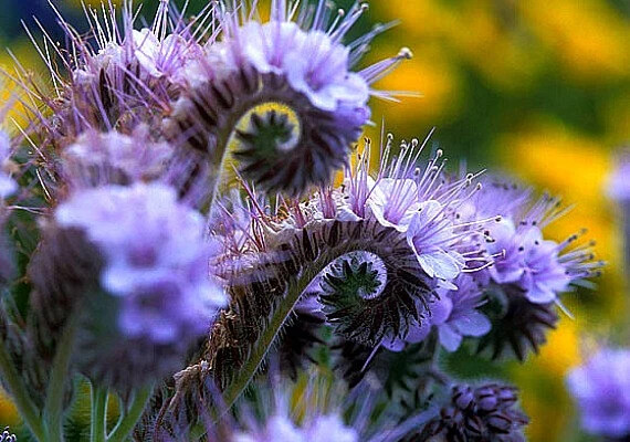 1 oz LACY PHACELIA 12000+ SEEDS Phacelia Tanacetifolia cover crop